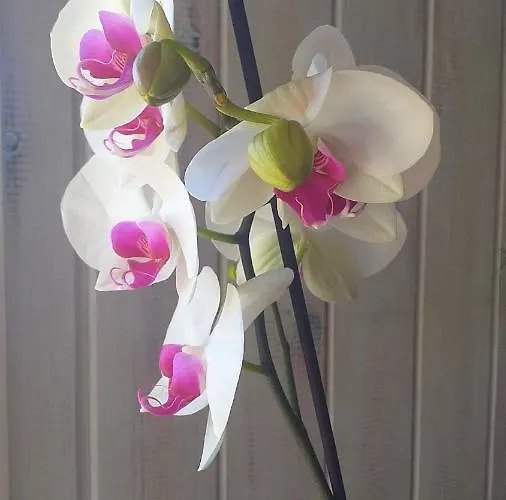 Apartament Orquideas *