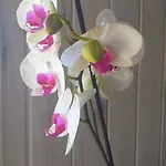 アパート Orquideas *
