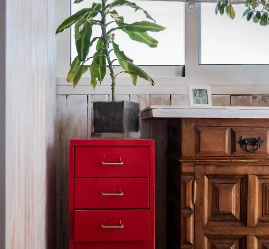 Orquideas * Torremolinos