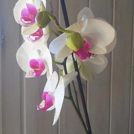 Lägenhet Orquideas *